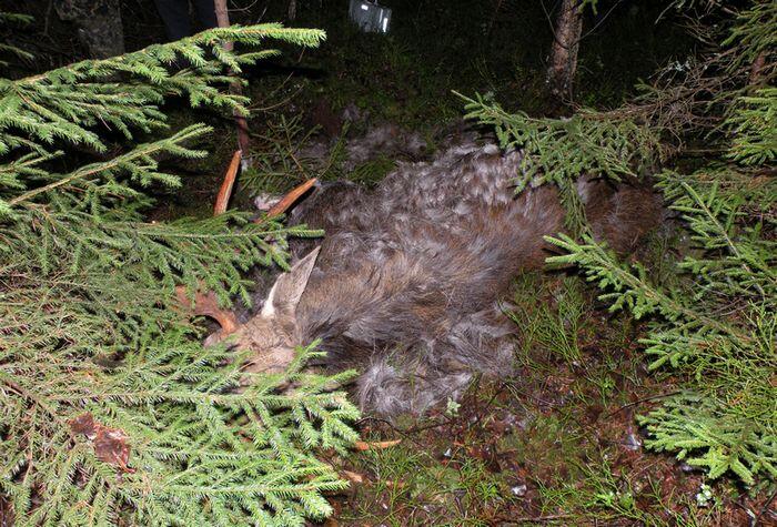 В Сенненском и Копыльском районах по следам крови задержали браконьеров