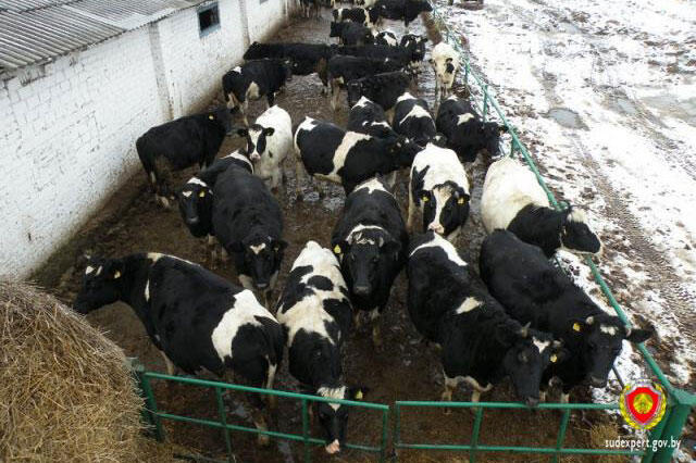 В Копыльском районе задержали серийных похитителей коров и телят